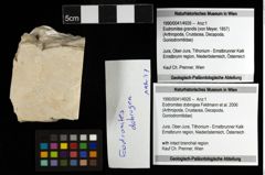 Foto (Objekt + Etiketten) von Eodromites dobrogea (Feldmann et al., 2006) 